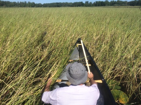 An MPCA scientist harvests wild rice seeds for growth experiments.