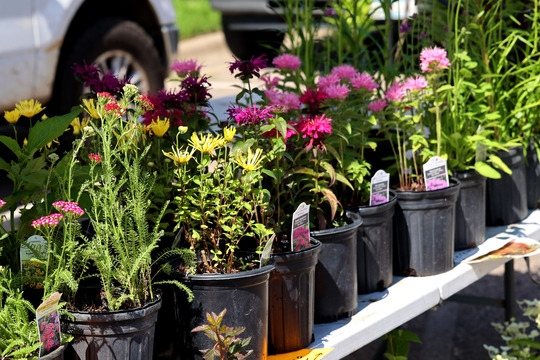 Photo of pots of plants and flowers sitting on a table