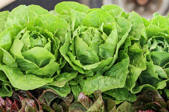 close up photo of three heads of leafy lettuce 