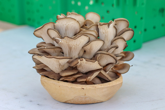 photo of oyster mushroom in light colored wooden bowl