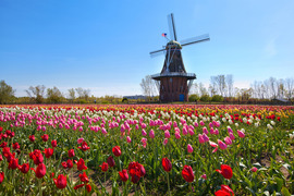 Holland tulips