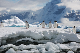 Penguins in Antarctica