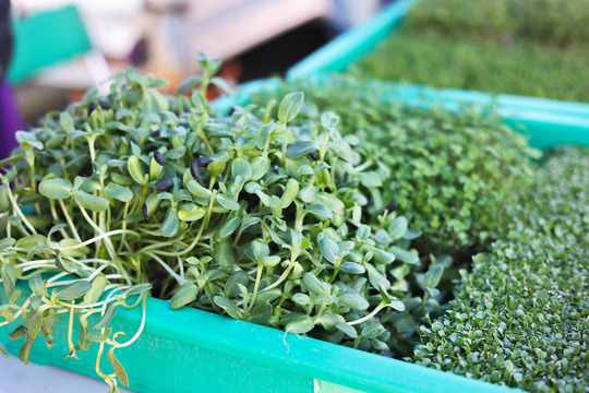 Close up photo of microgreens in a green plastic container.