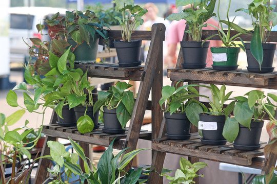 Photo of potted plants sitting on wooden foldable shelves.