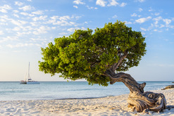 Tree leaning over ocean ABC islands