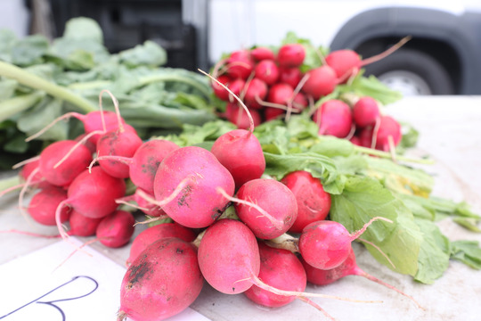 Photo of red radishes in a bunch on display on an outdoor table.