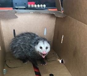 Possum Release