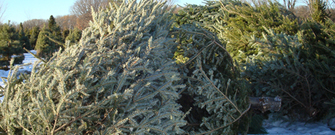 Holiday trees at yard waste sites