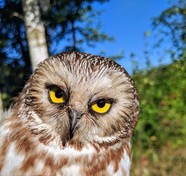 face of owl