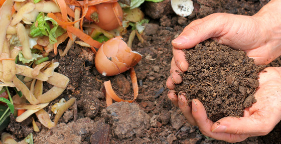 Compost and soil