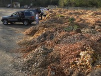 Leaf pile at a Ramsey County yard waste site