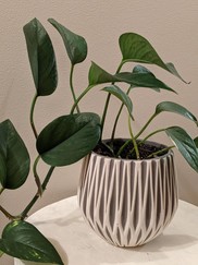Pothos indoor plant