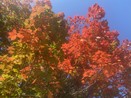 Fall leaves - red, orange, yellow