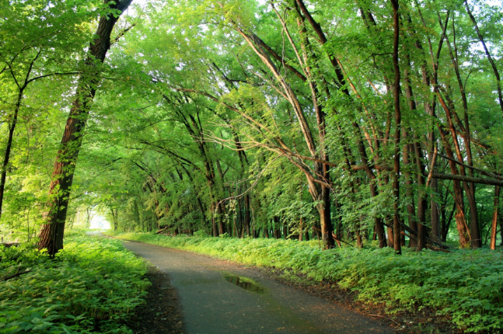 A walking path through trees at Crosby Farm Regional Park