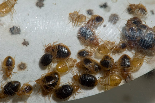 Group of bed bugs