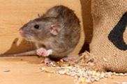 Mouse next to bag of oats