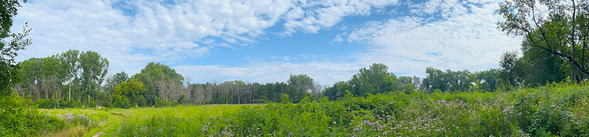Trail with tall grass and blue skies