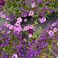 Purple flowers