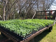 flatbed truck of tomato plants from Gray Schmidt LLC