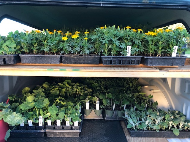plants in truck