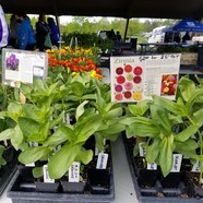 Zinnia plants with farmers market background