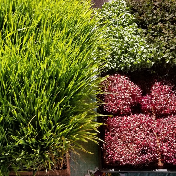 Organic microgreens