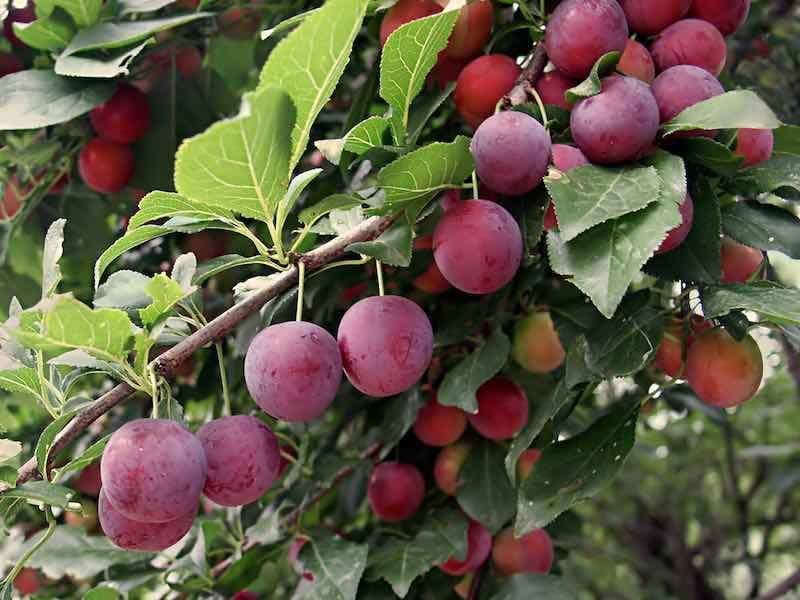 Plums from Brinton Farms