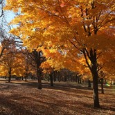 oak trees - augsburg park