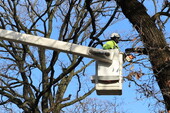 tree removal trimming