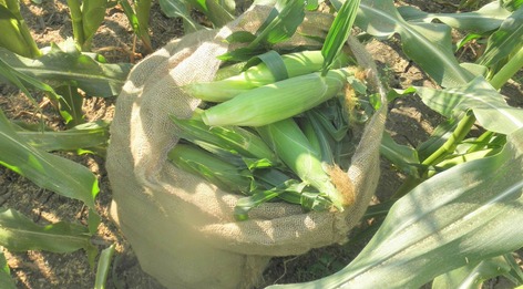 Sweet corn in a burlap bag in a field - credit Peter's Pumpkins & Carmen's Corn