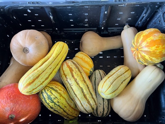 Winter Squash!