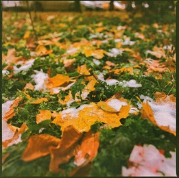 leaves snow