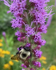 Bumble bee on flower