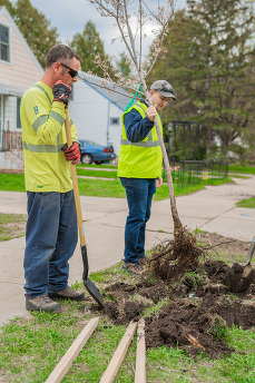 Tree Planting