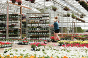A worker moving plants at Sargent's Gardens
