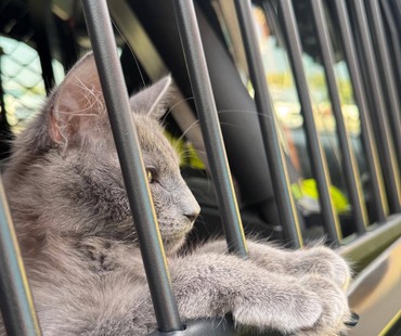 Cat update
