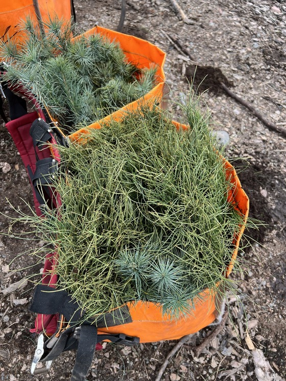 Bag of seedlings