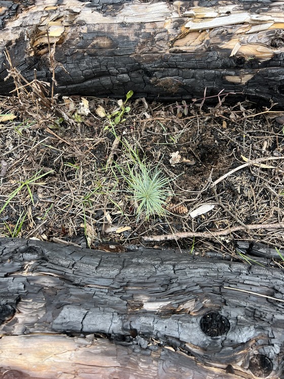 Seedling between charred wood