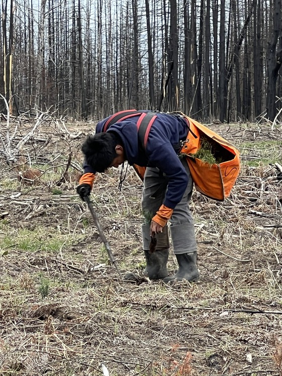 worker planting seedling