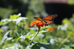 Monarch butterfly on a flower