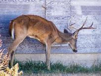 CWD Deer