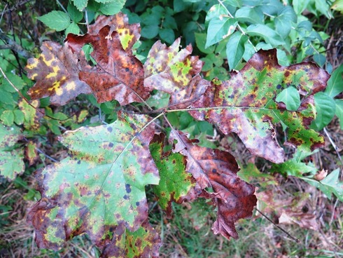 Leaf disease on oak