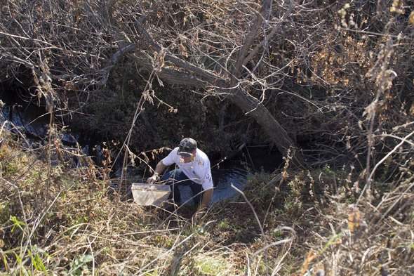 Topeka shiner release