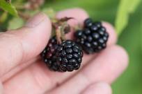 Blackberries