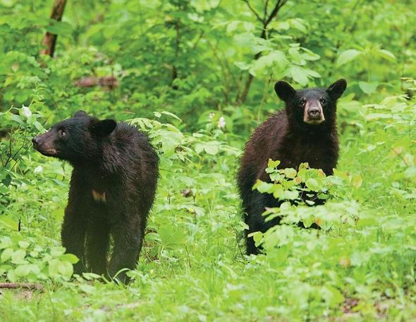 black bears