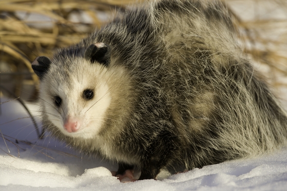 opossum in snow
