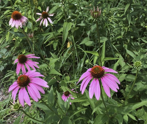 coneflowers 