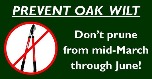 Don't prune mid-March through June