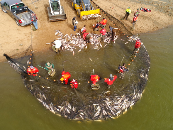 An aerial view shows biologists bringing Asian carp to shore using large nets