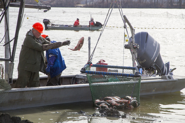 Biologists remove Asian carp from the water and place into a crane-operated net for disposal